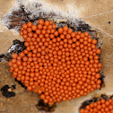 Arcyria ferruginea