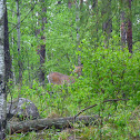 White-tailed Deer