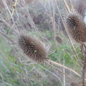 Wild Teasel