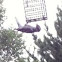 Downy Woodpecker