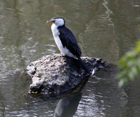 Spotting Image 1