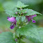 Purple Deadnettle/Paarse Dovenetel