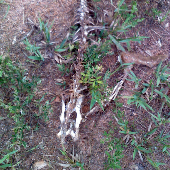 Spotting Image 1