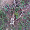 Eastern cottontail