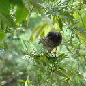 Red-vented Bulbul