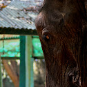 Asian Elephant