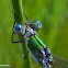 Lestes sponsa