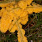 Slime mold