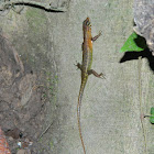Sabah Slender Skink