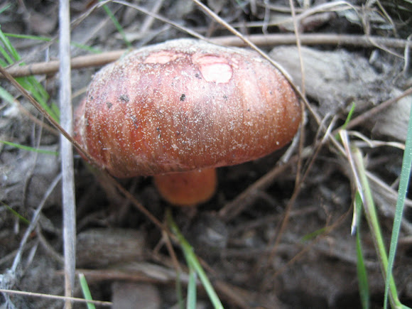 Spotting Image 1