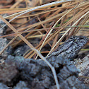 Eastern Fence Lizard 