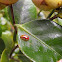 Lady bug