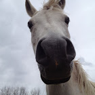Arabian horse