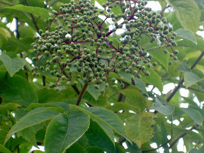 http://lh5.ggpht.com/Eleoco/SLAWEvZqfSI/AAAAAAAAAPs/ZKoNFDrvLM0/s400/PICT0399.JPG