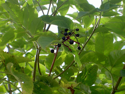 http://lh5.ggpht.com/Eleoco/SLAWIx_VcUI/AAAAAAAAAP8/_kHd0PYhV7o/s400/PICT0401.JPG