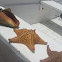 Starfish