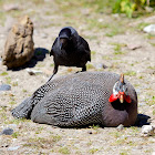 Jackdaw + Helmeted Guineafolw