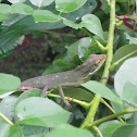 Green Crested Lizard