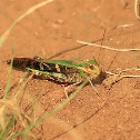 Locust