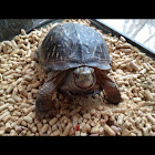 Ornate Box Turtle