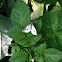 Cabbage white