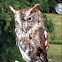 Screech Owl