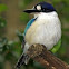 Forest Kingfisher