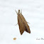 Moth