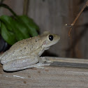 Cuban tree frog
