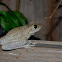 Cuban tree frog