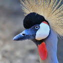 Grey Crowned Crane