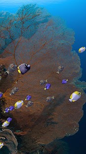 How to mod Fishies (School of Fish) 3.0 apk for pc