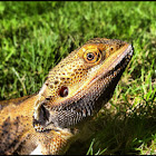 Bearded Dragon