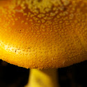 Yellow dust amanita