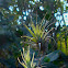 Baby Bromeliads