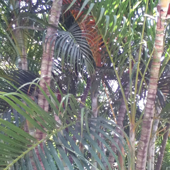 Spotting Image 1