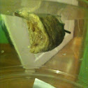 Praying mantis egg sack