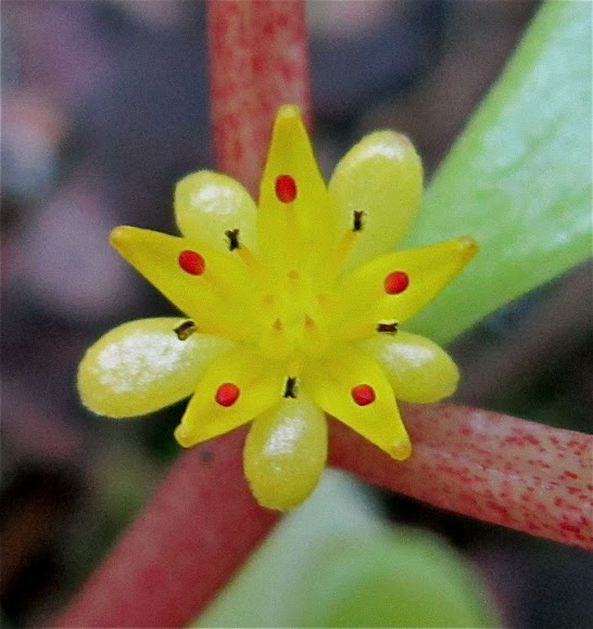 Spotting Image 1