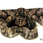 Brahmin moth