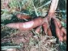 Vendo Yuca Dulce Buena Para Hacer Harina