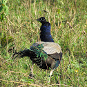 Indian peacock