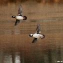Bufflehead duck