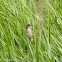 Great Reed Warbler; Carricero Tordal