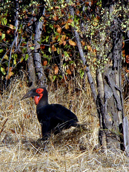 Spotting Image 1