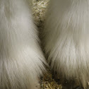 Clydesdale