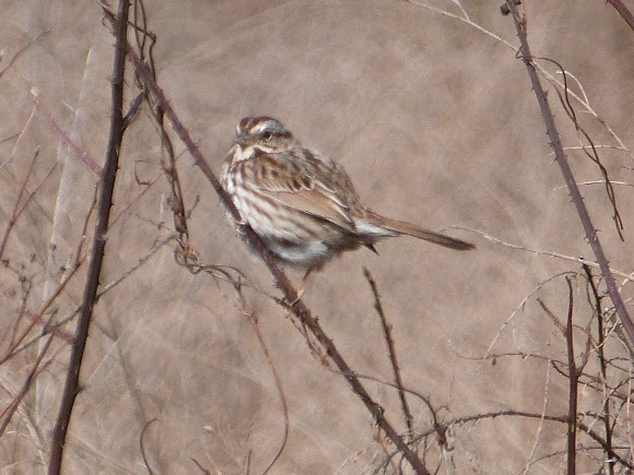 Spotting Image 1