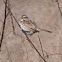 Song sparrow