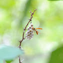 Paper Wasp