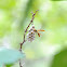 Paper Wasp