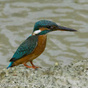 Common Kingfisher